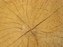 Nowy cennik sprzedaży detalicznej na drewno i stroisz obowiązujący w 2017 roku