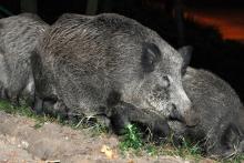 Afrykański pomór świń u dzików (ASF) - ważne informacje.