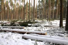 Gospodarka leśna w okresie zimowym